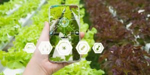 Hand holding smartphone,Organic farm background,Concept agricultural product control technology,agriculture futures trading world market,Using technologies track productivity,Satellite for Agriculture