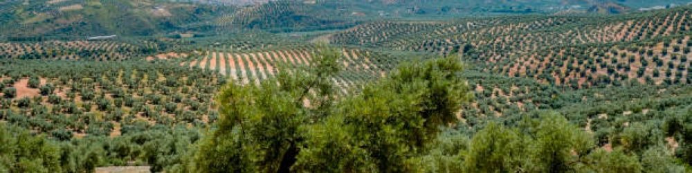 a view of a large olive grove in Rute, Andalusia, Spain, and the small village Cuevas de San Marcos in the background on the left, in a panoramic format to use as web banner or header